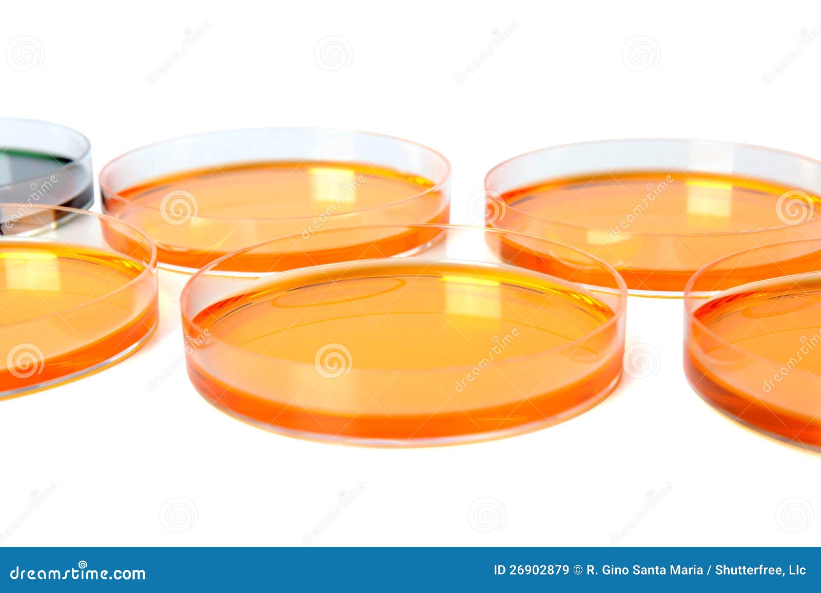 Petri Dish with Cultivating Liquids Stock Image Image of medicine