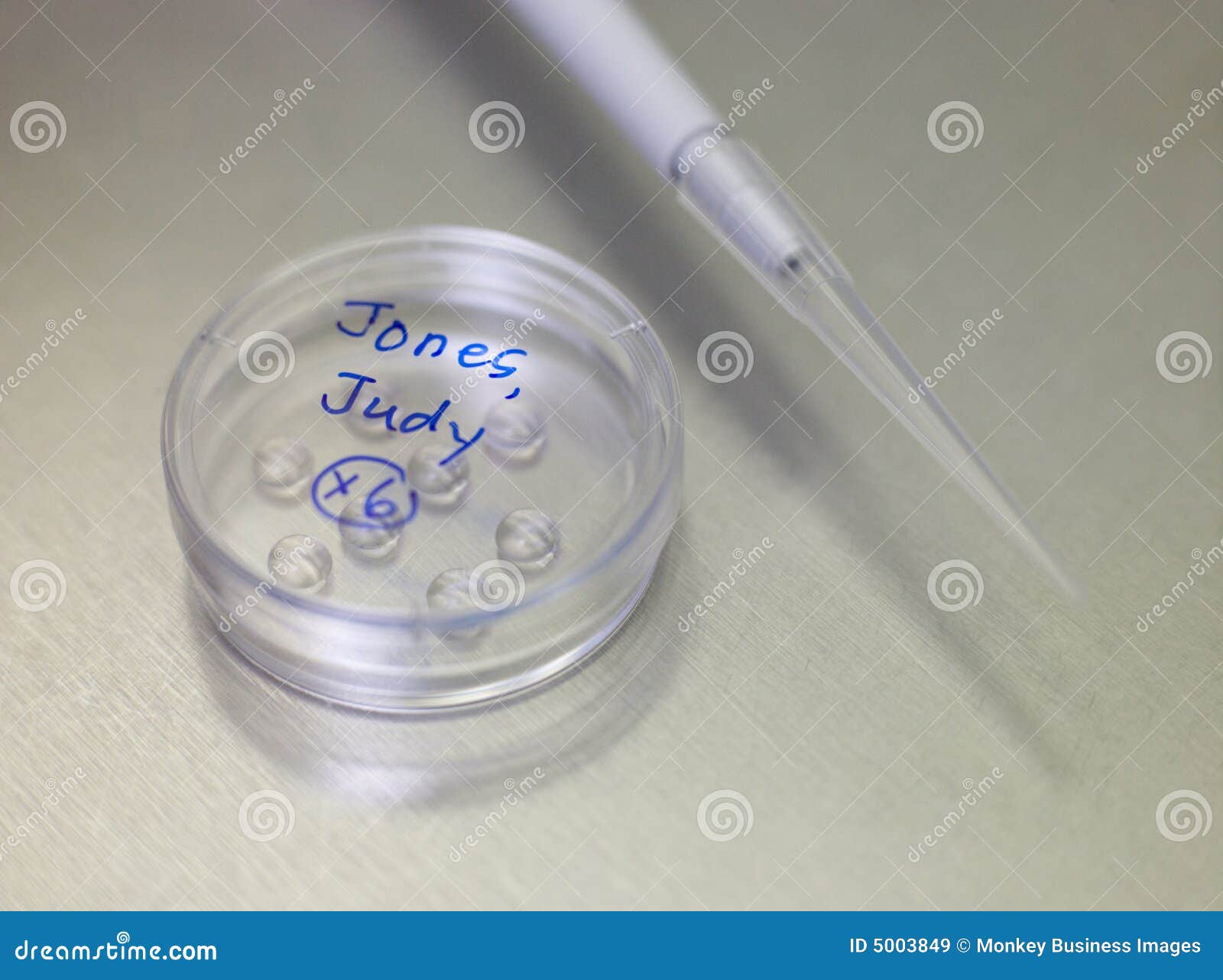 Petri Dish with Fertilized Eggs Stock Image Image of treatment, eggs