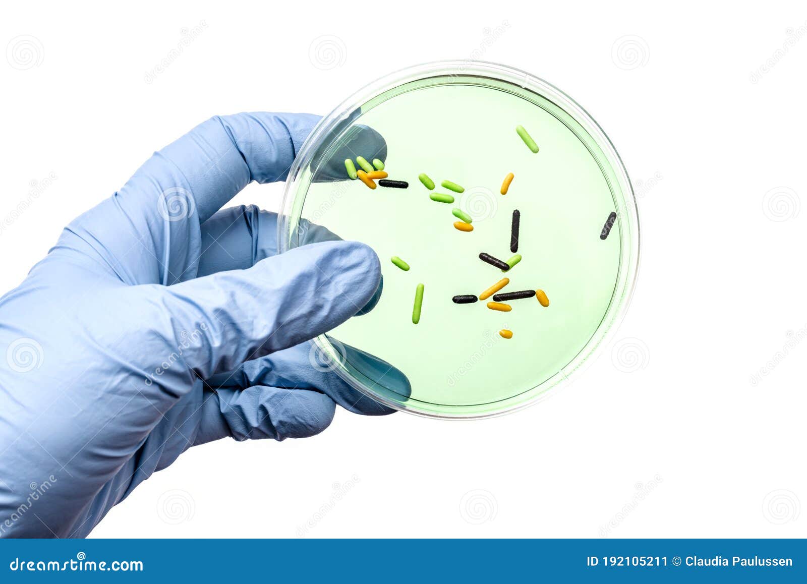 Petri Dish with Green Jelly and Sprinkles Stock Image Image of jelly, experiment 192105211