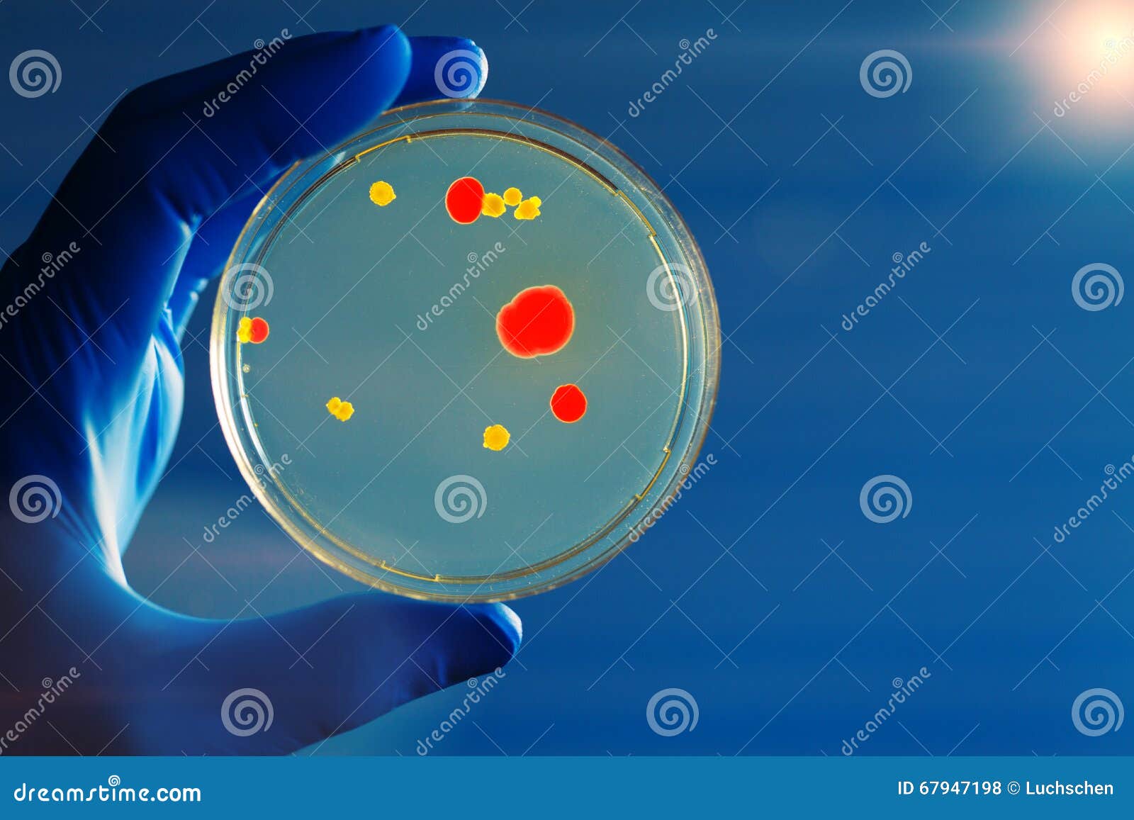 Petri dish in hand stock photo. Image of health, dish 67947198