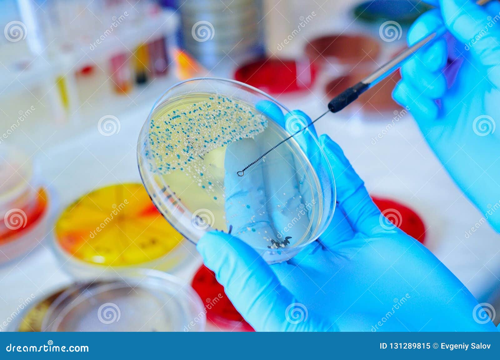 Petri Dish Laboratoire Microbiologique Image stock Image du cultures