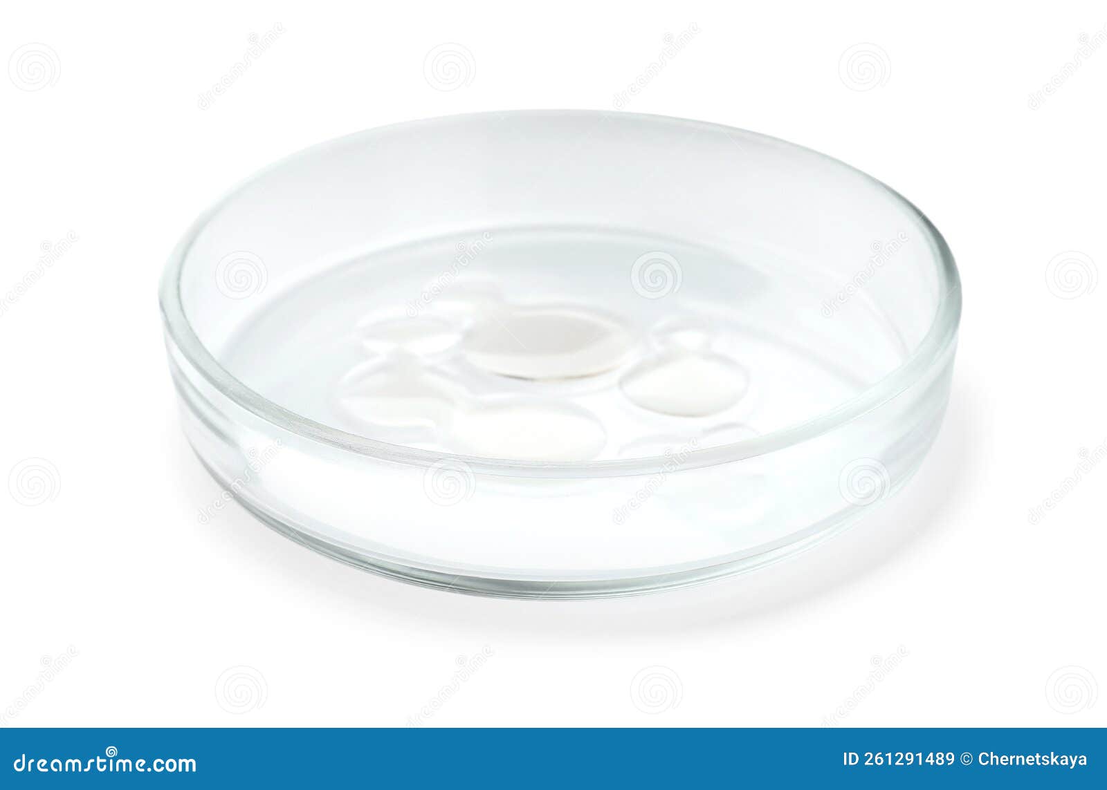 Petri Dish with Liquid Isolated on White Stock Image Image of liquid