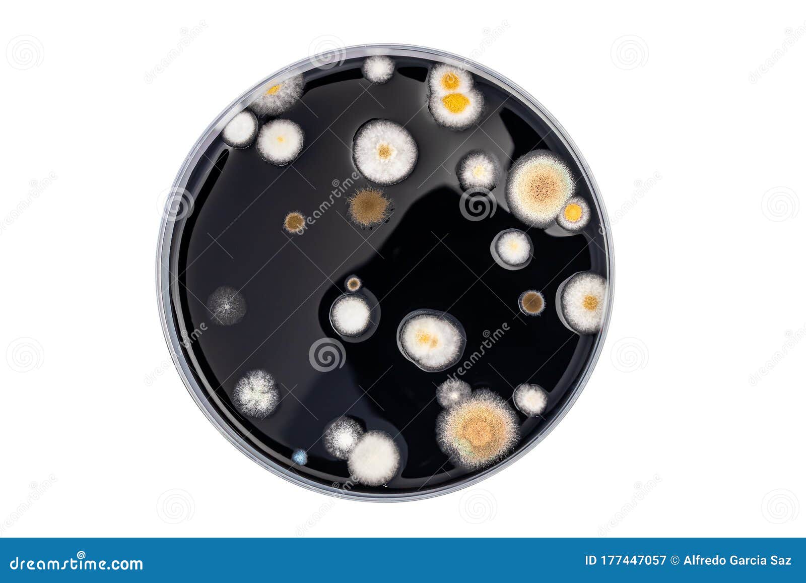 Petri Dish Bacteria Identification