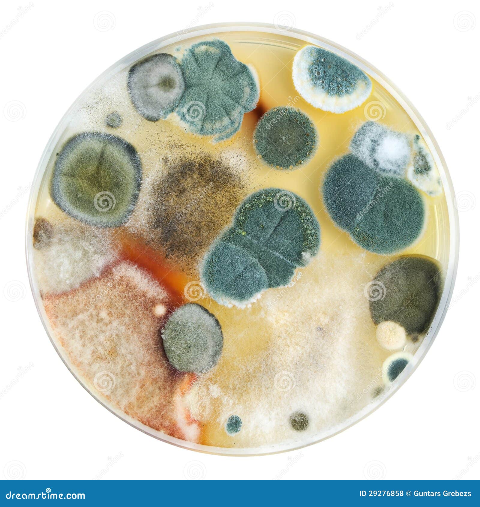 petri dish with mold