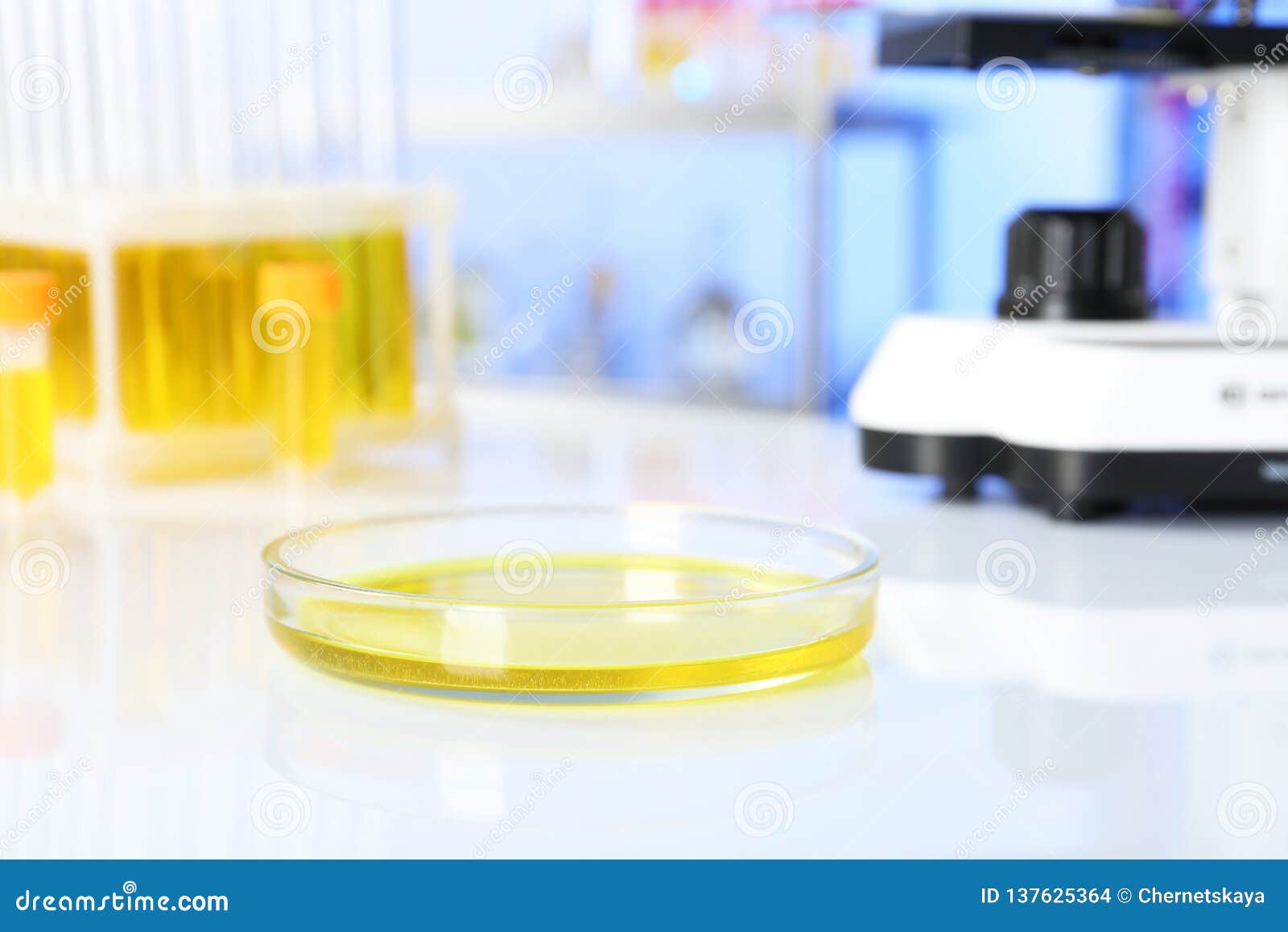 Petri Dish with Urine Sample for Analysis Stock Photo Image of