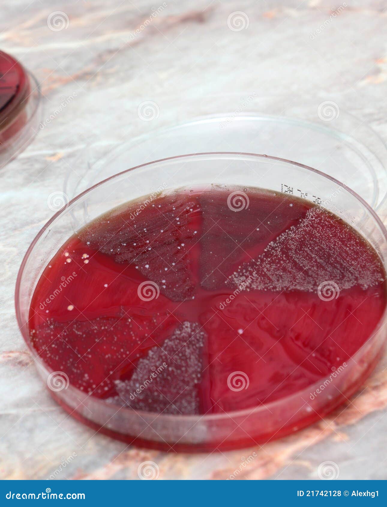Petri dishes stock photo. Image of biotechnology, germ 21742128