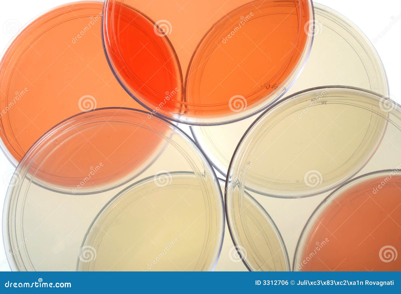 Petri dishes stock photo. Image of biology, experiments 3312706