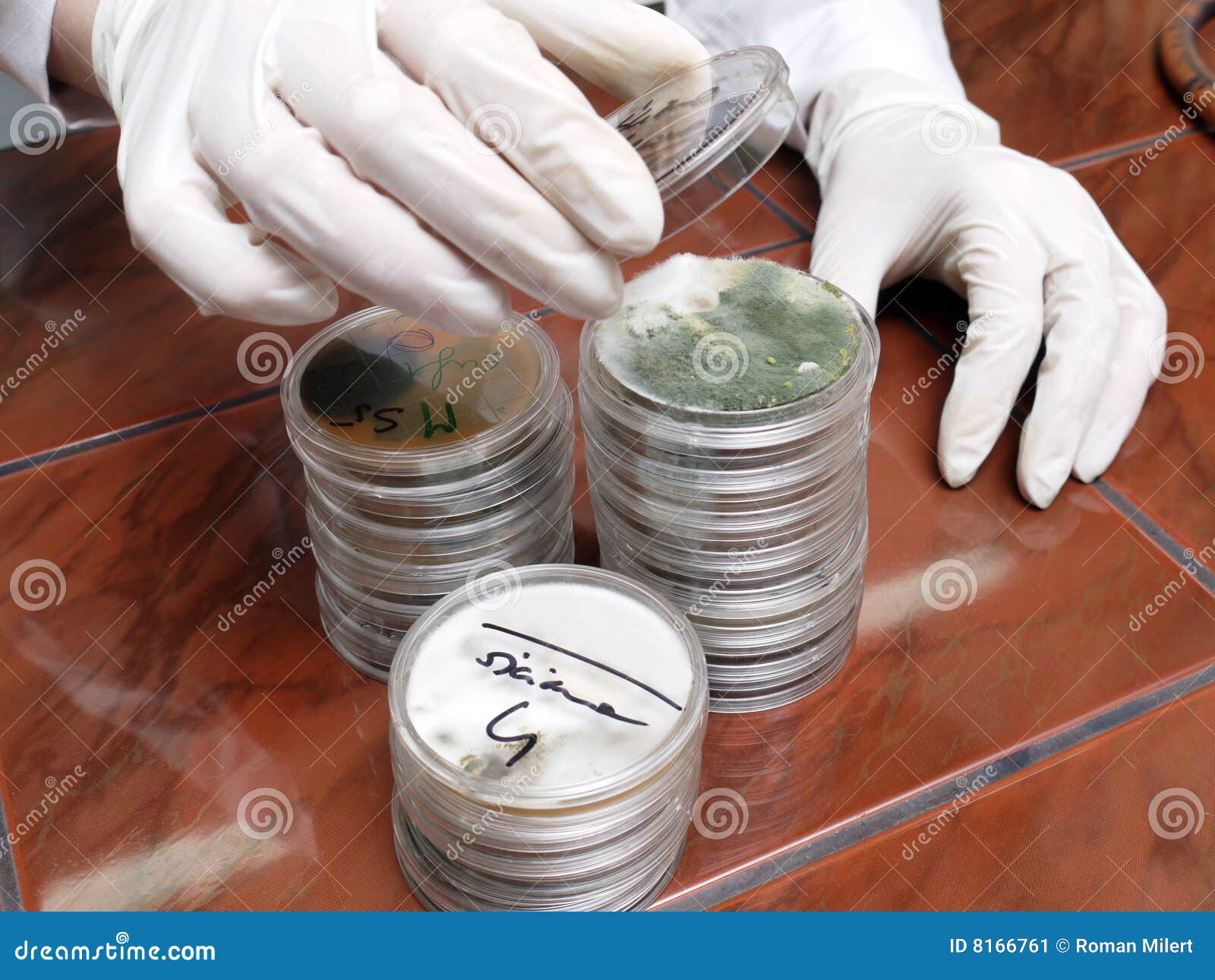 Petri dishes stock image. Image of sample, dishes, study 8166761