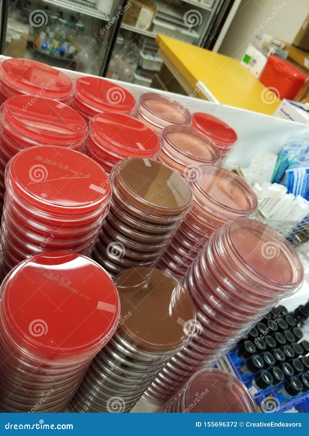 Petri Dishes with Blood Agar, Chocolate Agar and Maconkey Agar Stock