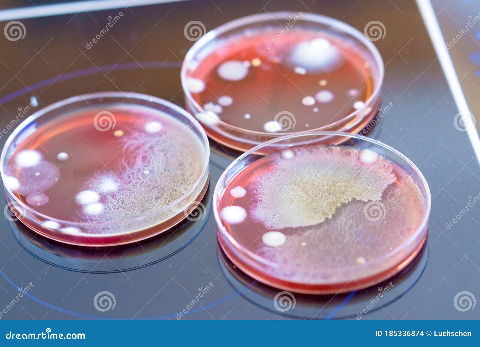 Petri Dishes with Colonies of in a Biological Laboratory