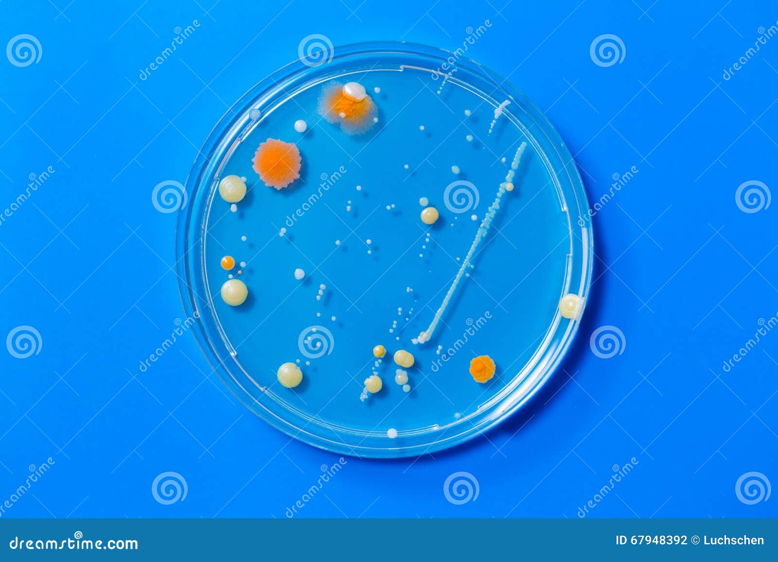 Petri dishes with colonies stock photo. Image of experiment 67948392