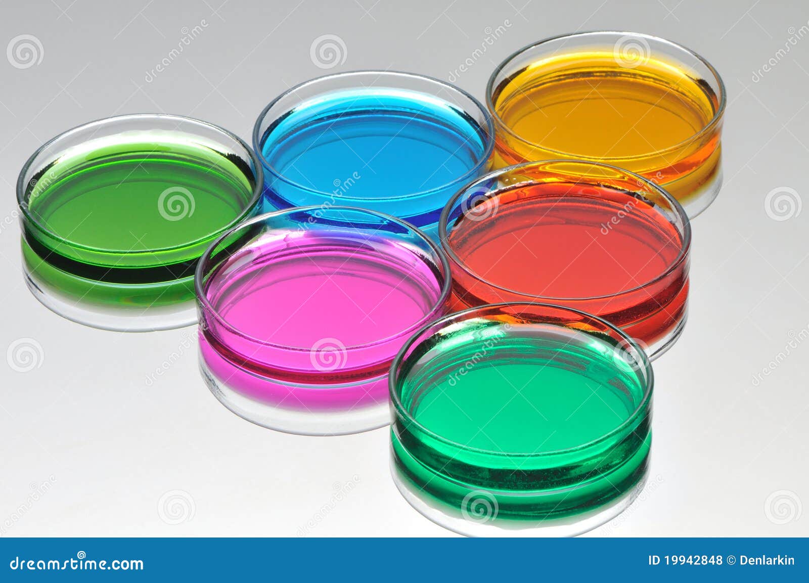 Petri Dishes with Color Liquid Stock Photo Image of glass, vitro