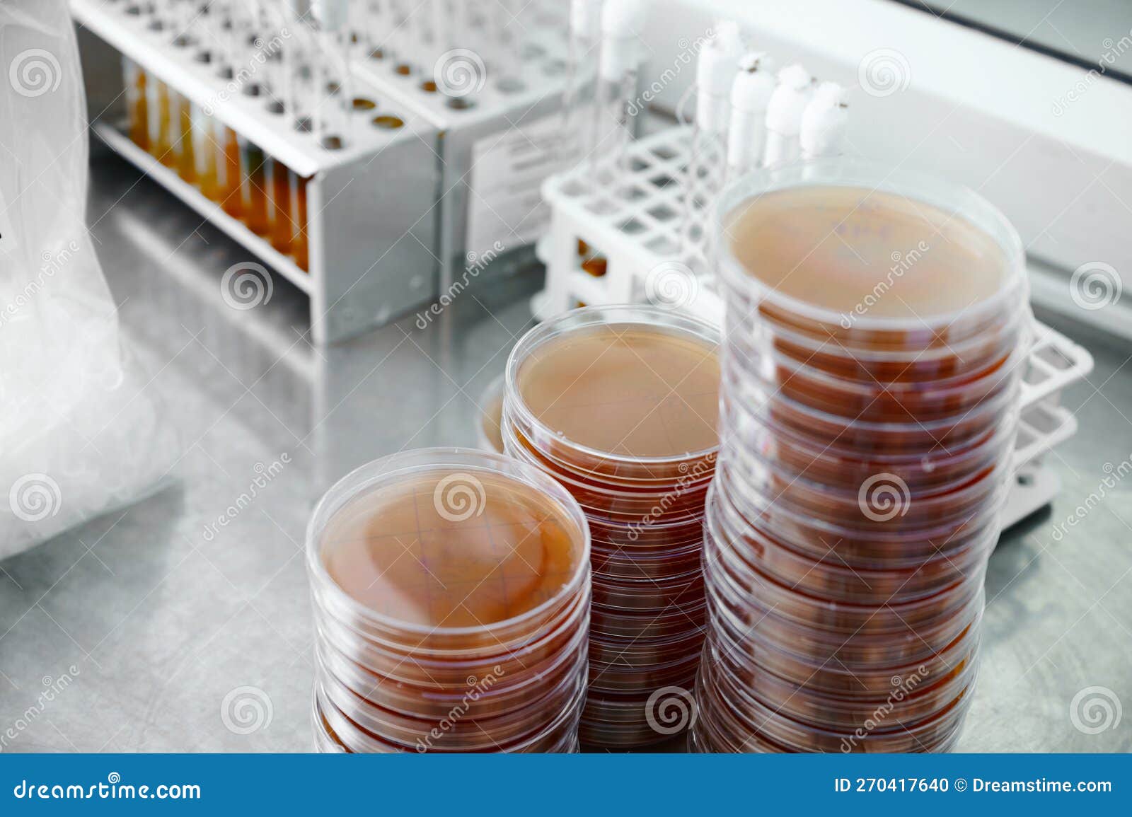 Petri Dishes among Glassware in Special Bio Laboratory Stock Photo