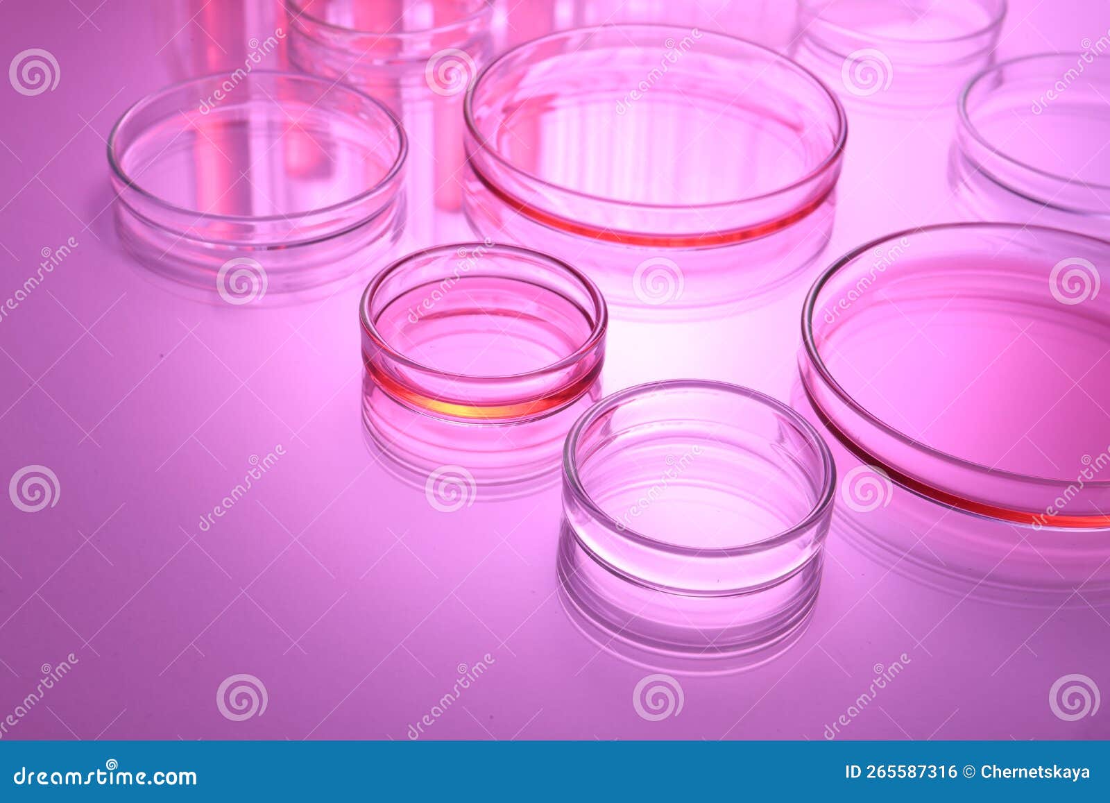 Petri Dishes with Liquid on Table, Toned in Pink Stock Photo Image of