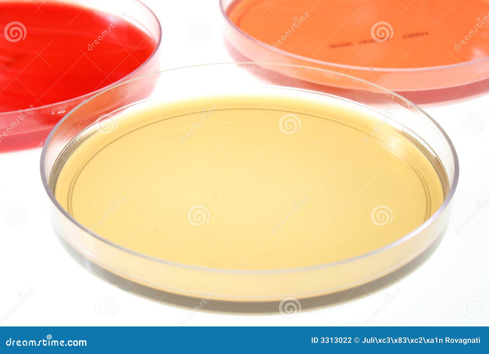 Petri Dishes for Medical Research Stock Photo Image of pharmacology
