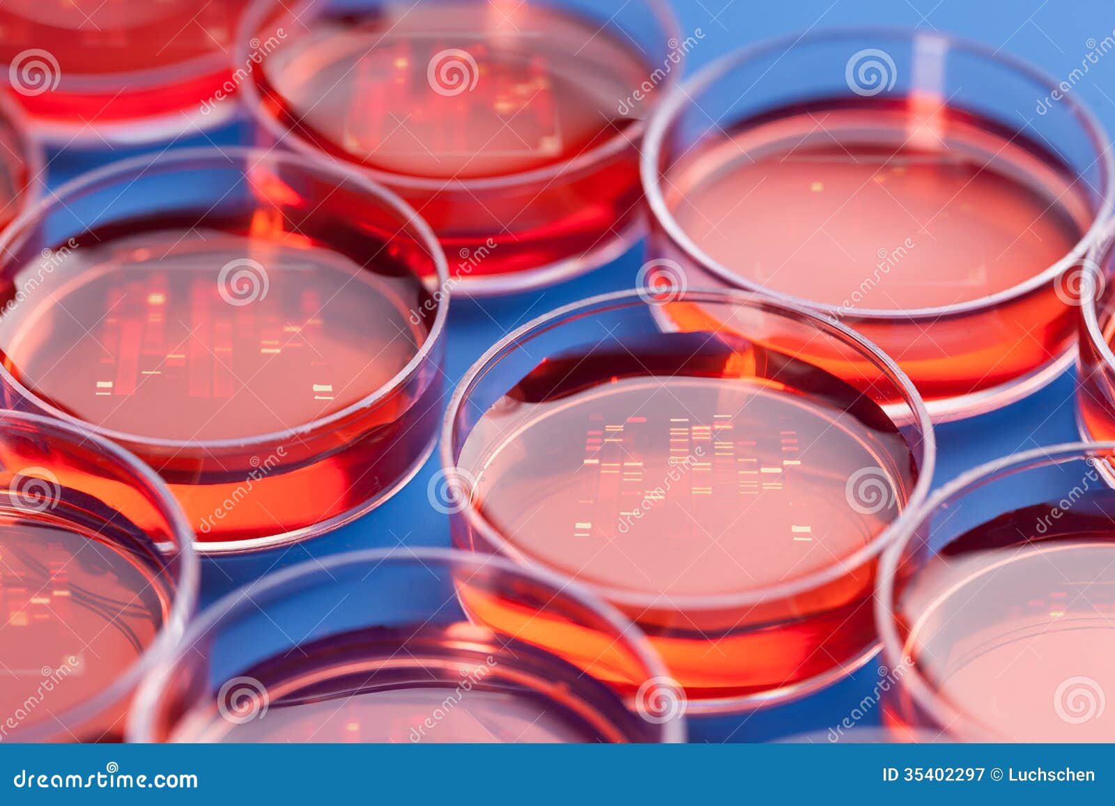 Petri dishes with samples stock image. Image of glass 35402297