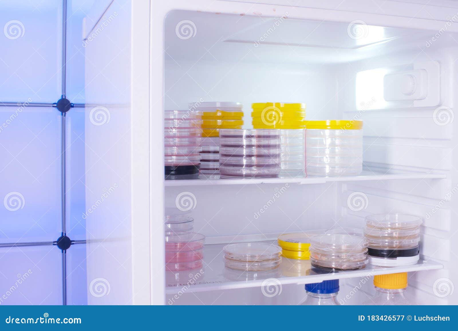 Petri Dishes with Samples of in a Laboratory