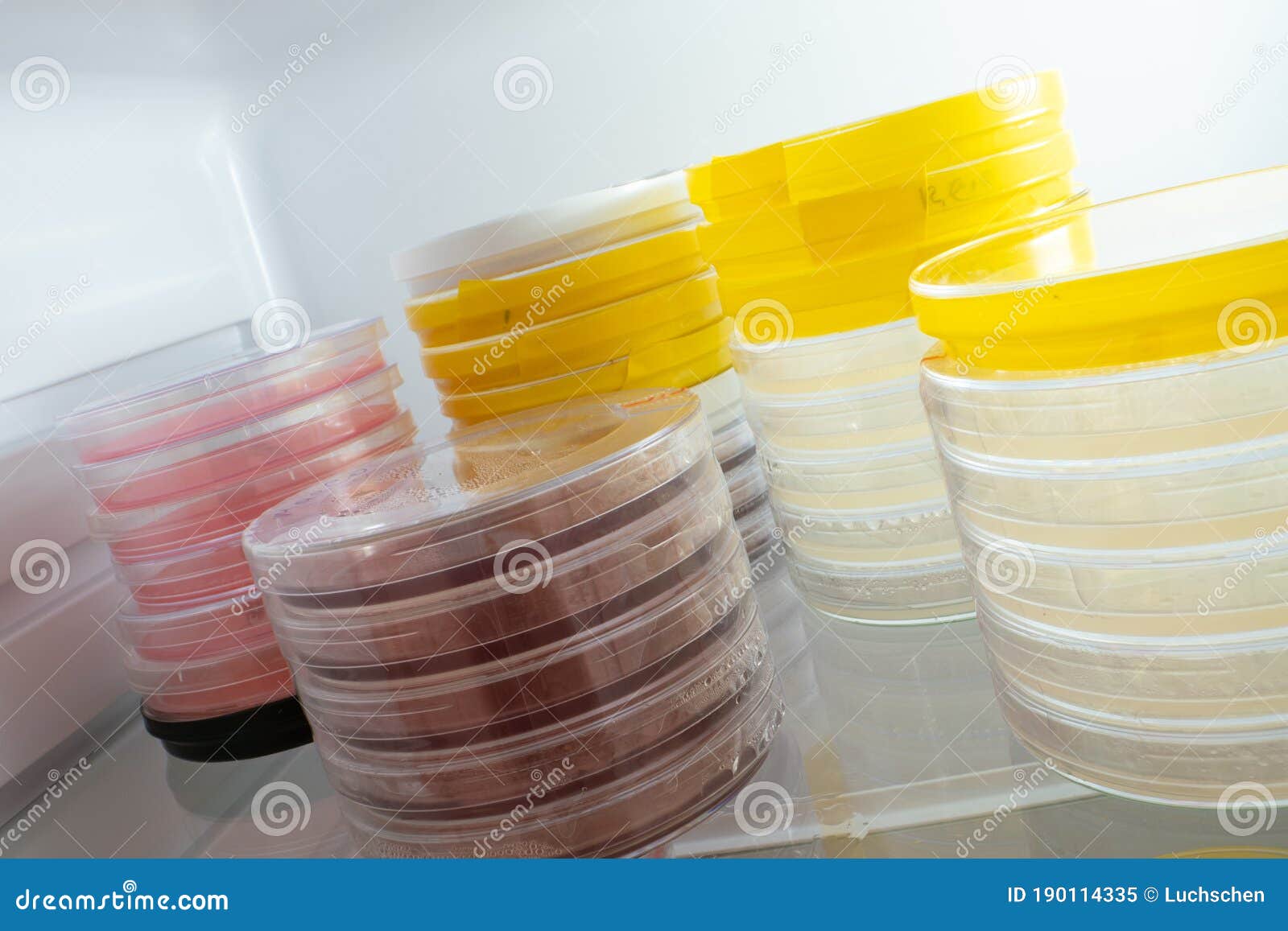 Petri Dishes with Samples of in a Laboratory