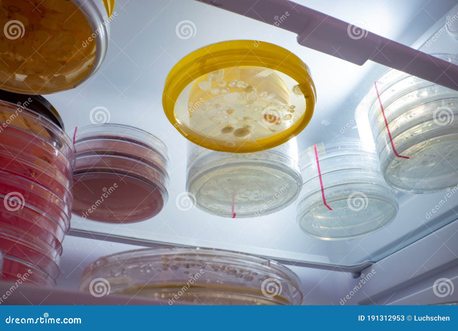Petri Dishes with Samples of in a Laboratory