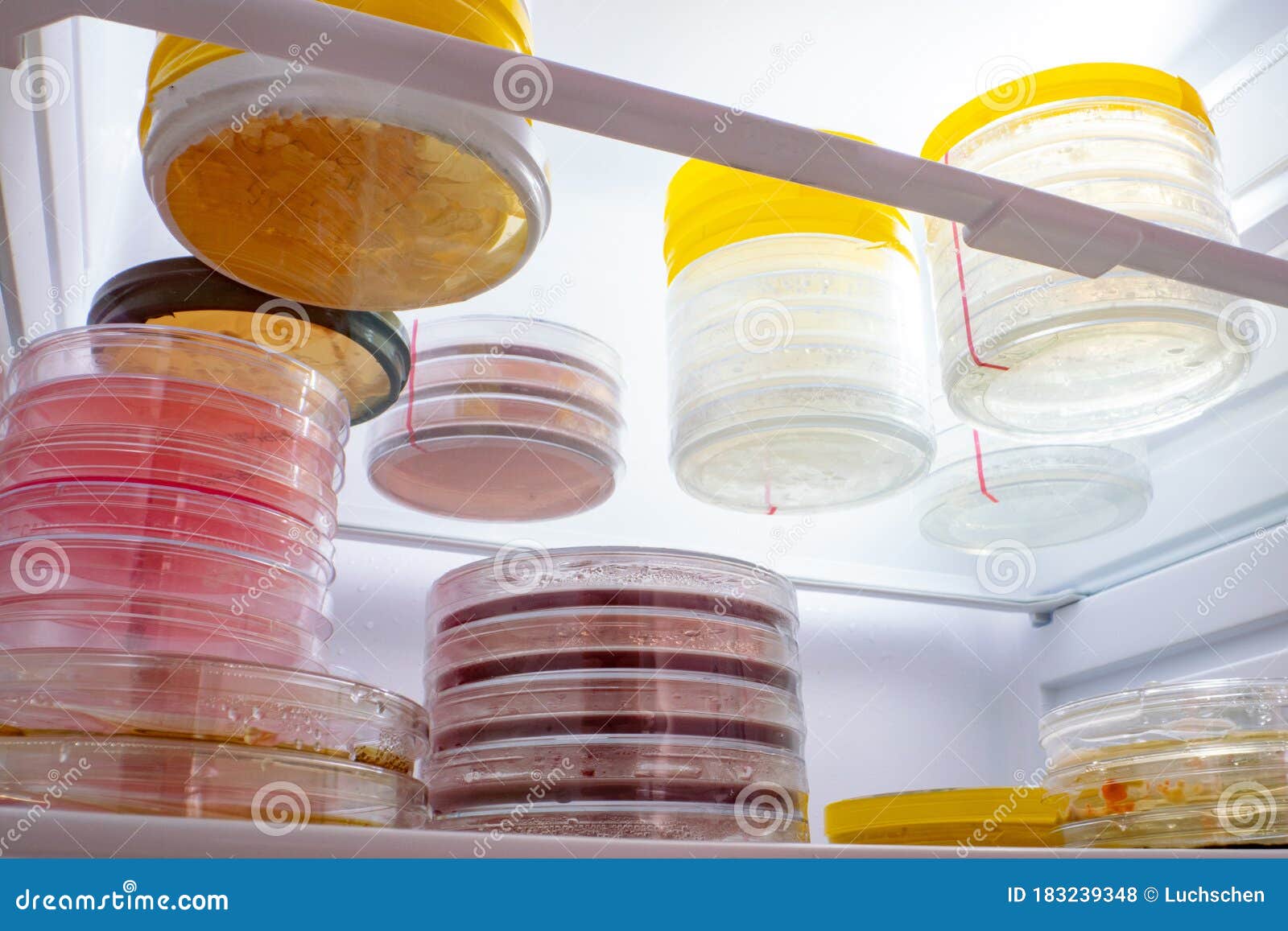 Petri Dishes with Samples of in a Laboratory
