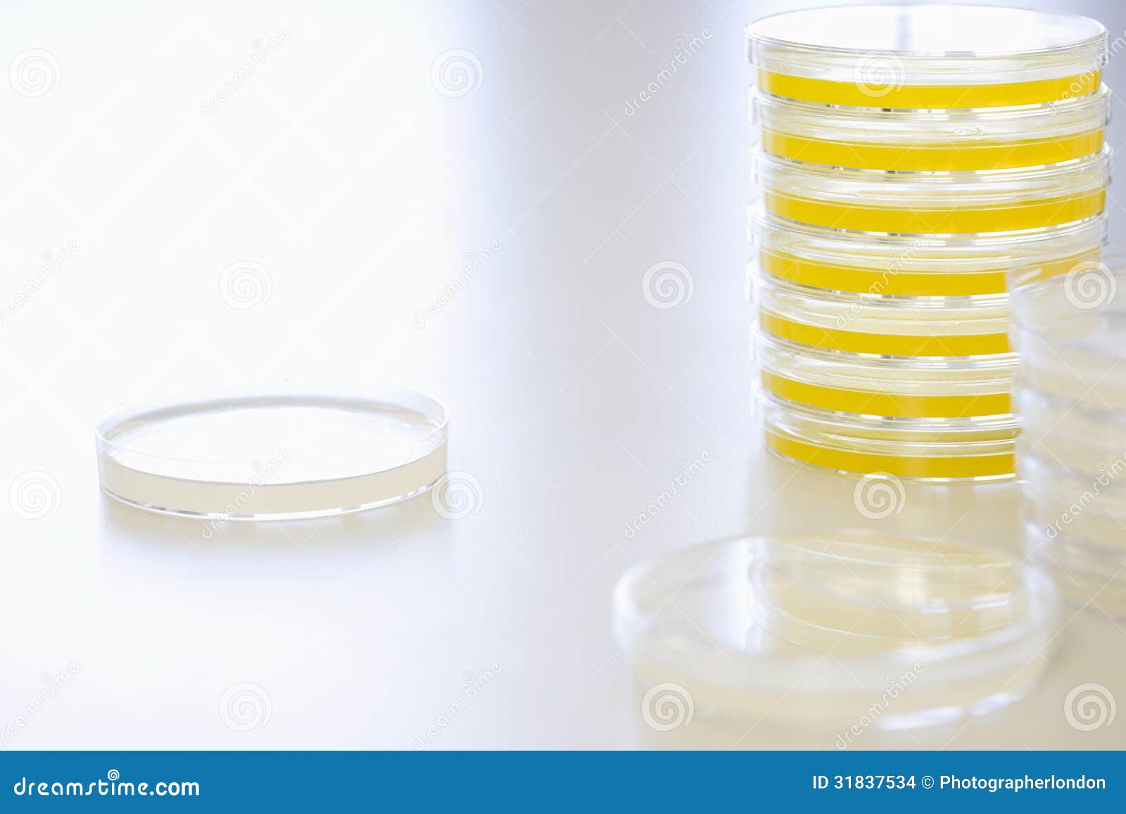Petri Dishes on Table stock photo. Image of fluid, chemistry 31837534