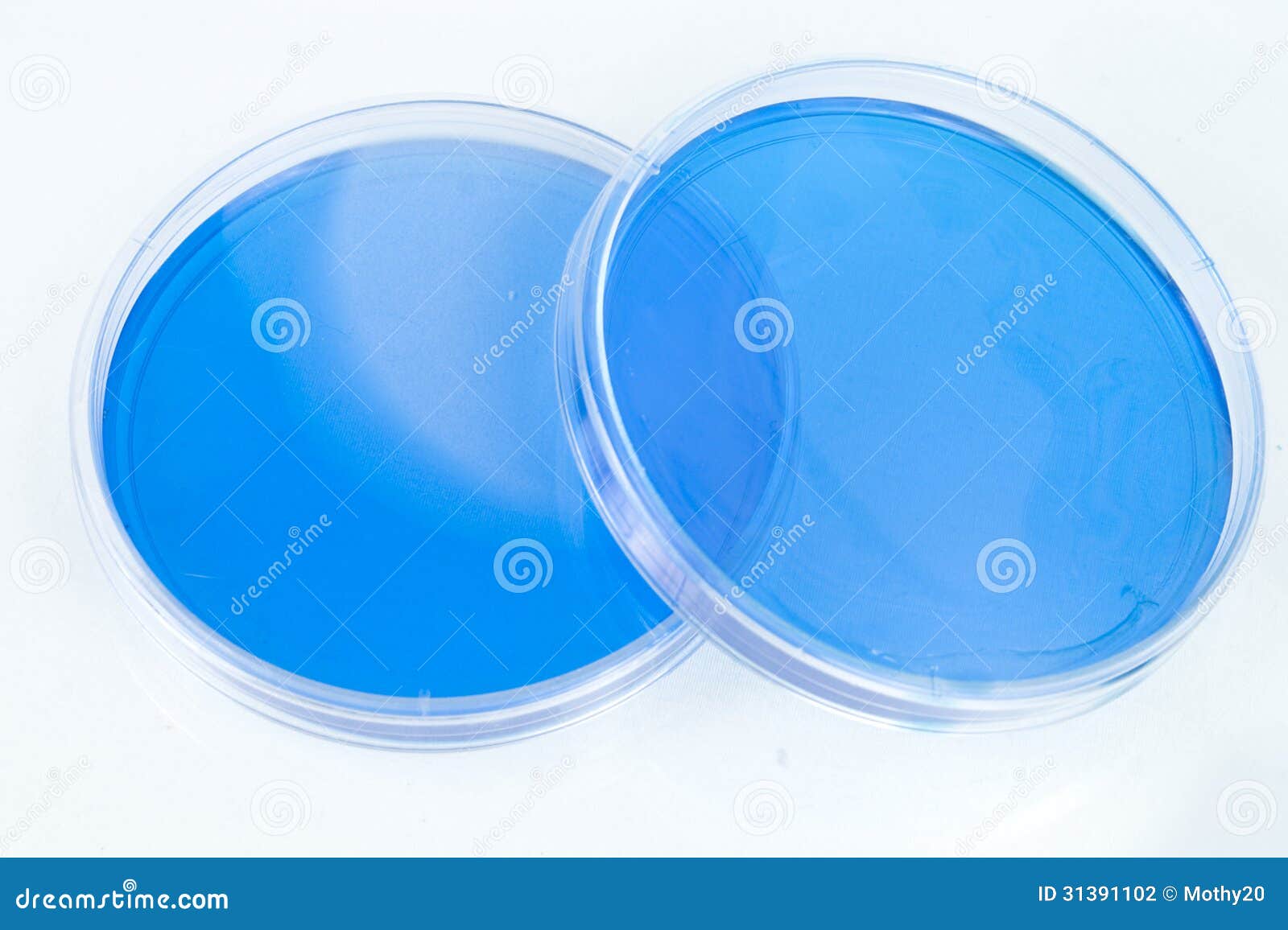 Petri Dishes stock photo. Image of background, clean 31391102