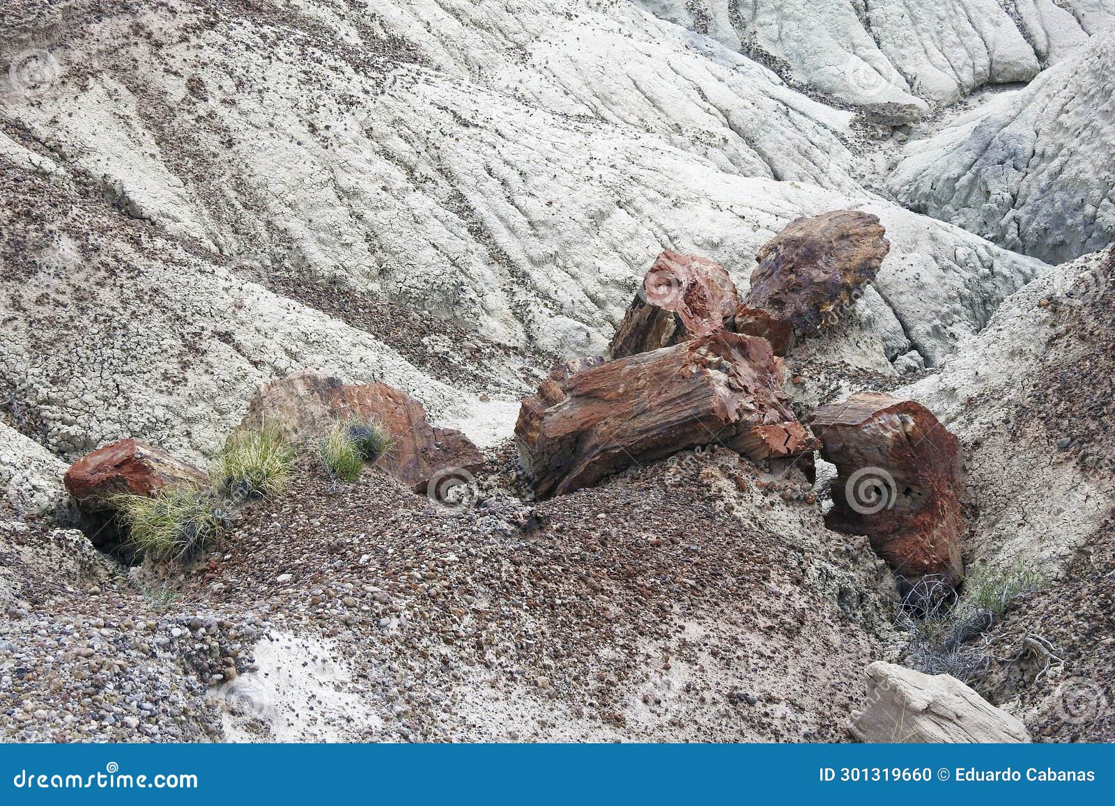 petrified tree trunk, cristal forest, petrified forest national park, arizona, united states