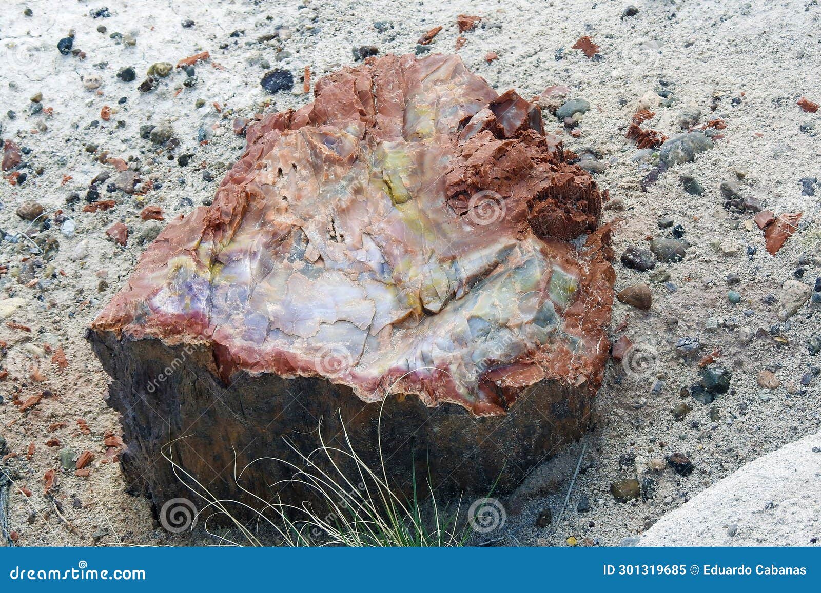 petrified tree trunk, cristal forest, petrified forest national park, arizona, united states