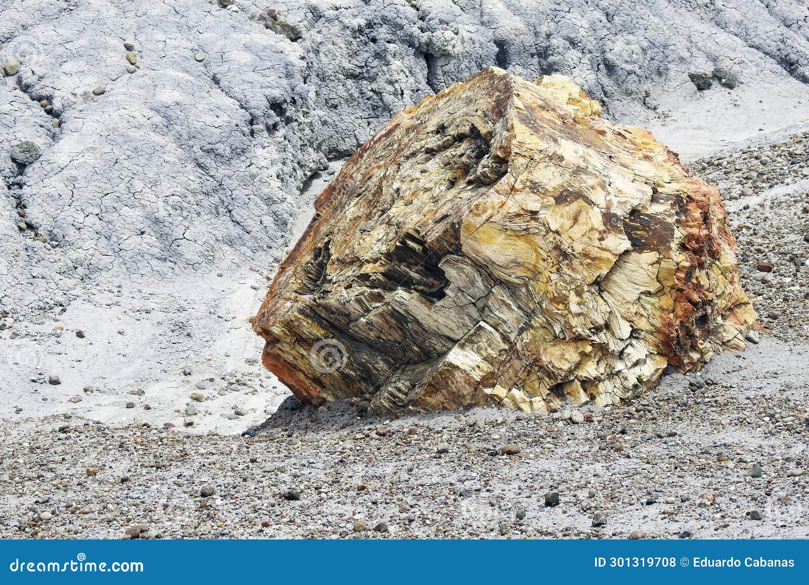 petrified tree trunk, cristal forest, petrified forest national park, arizona, united states