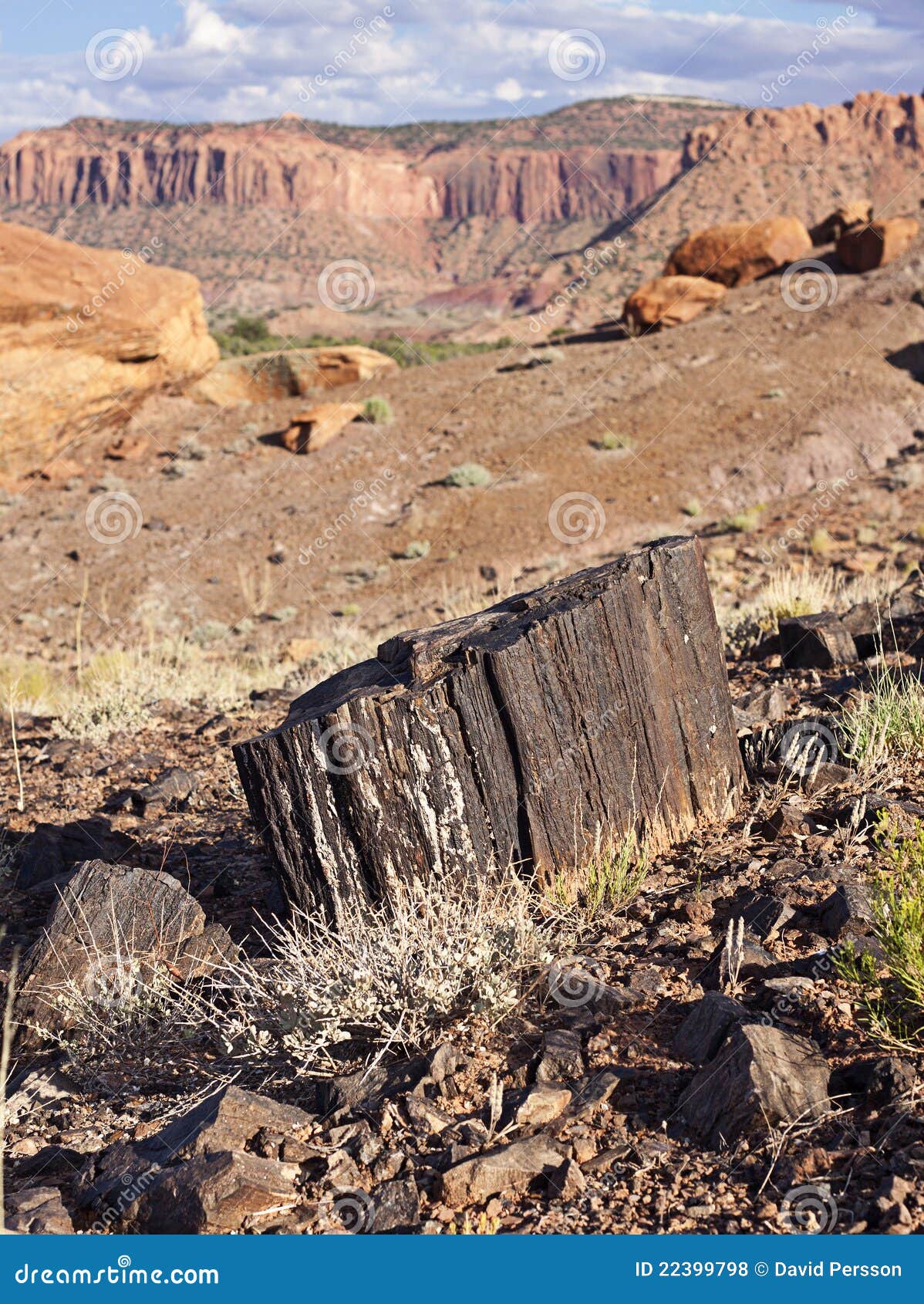 Petrified Wood Formed after Millions of Years Stock Photo Image of