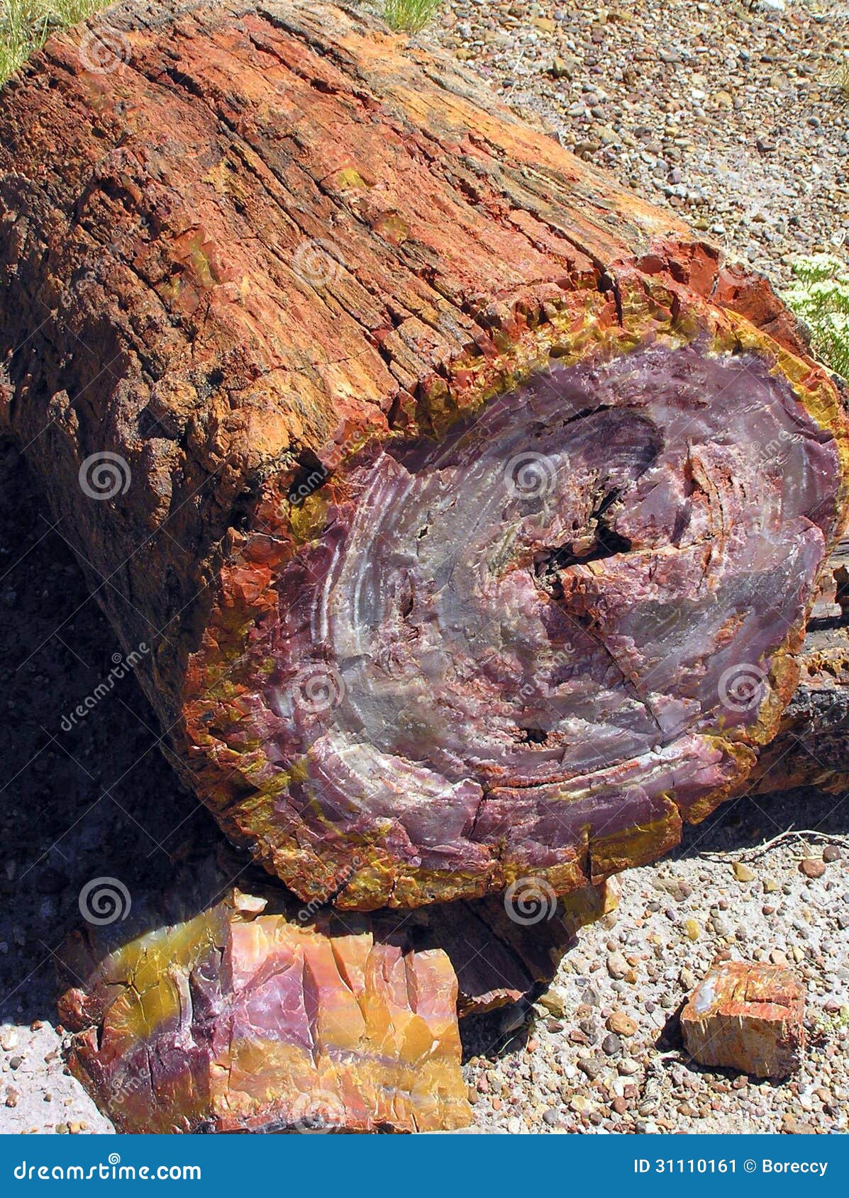 petrified wood at petrified forest national park, arizona, usa