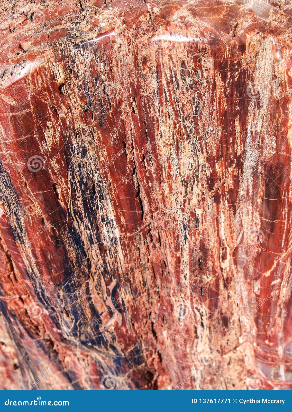 cracks and patterns in petrified wood