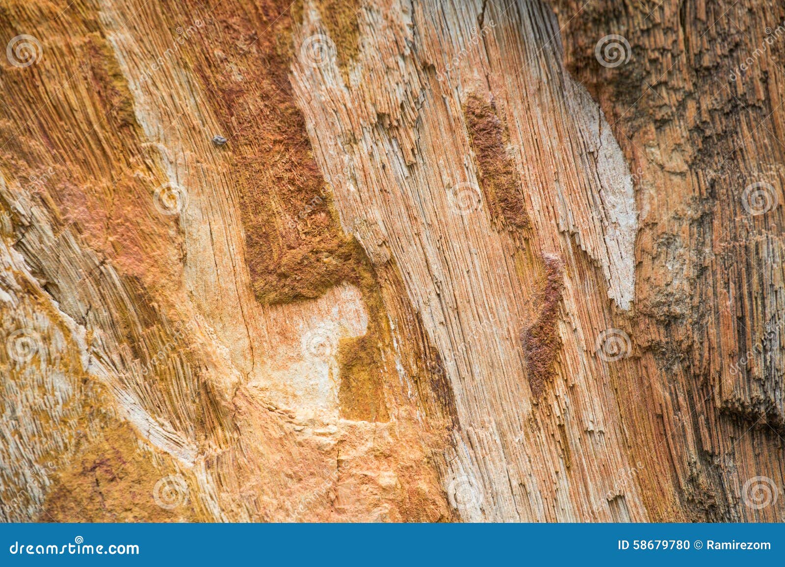 The Petrified Wood Texture Background