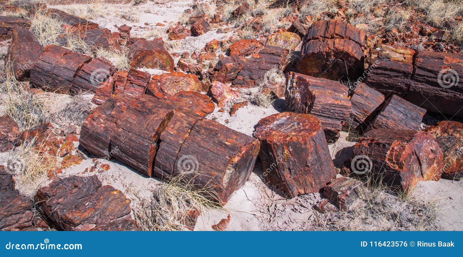 petrified wood