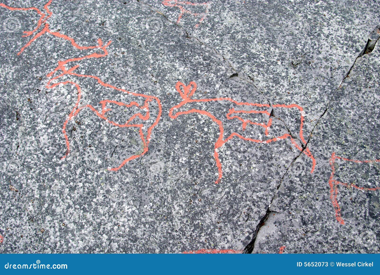 petroglyphs (pregnant reindeer) at alta, norway