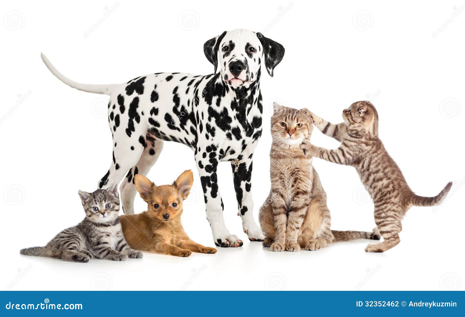 pets animals group collage for veterinary or petshop