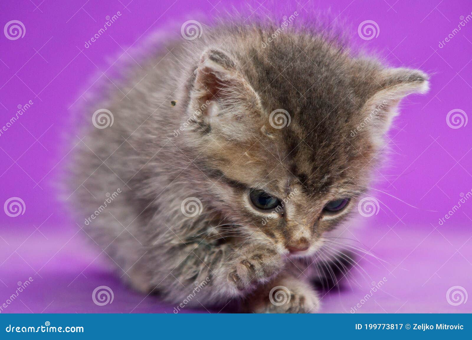 Pets, Cats, Mammals, Domestic Animals, Cubs, Animal Care, Nutrition, Stock  Image - Image of cubs, mammals: 199773817