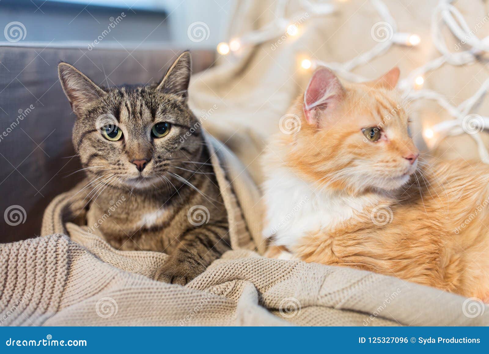 Two Cats Lying on Sofa at Home Stock Photo - Image of lights, cosy ...