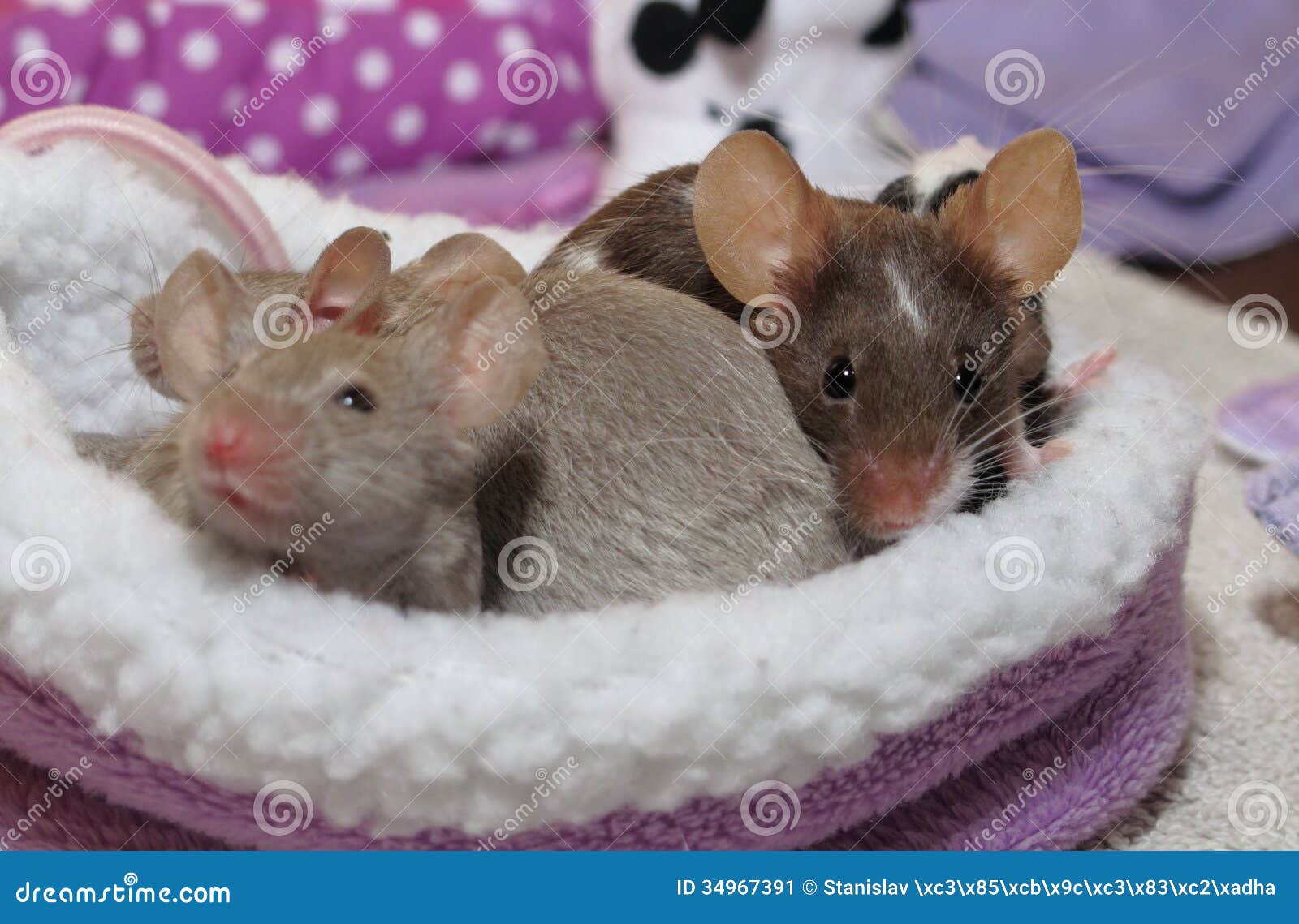Pets mice stock image. Image of mouse, tail, head, multicolored