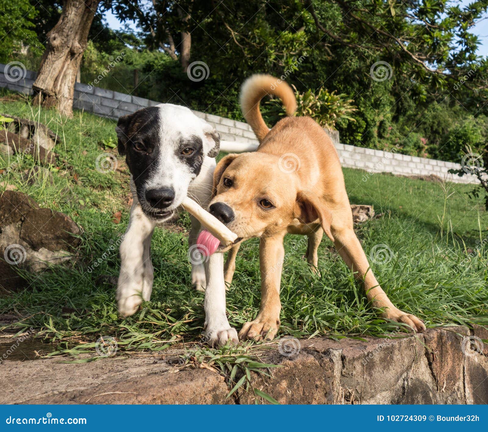 Two dogs sharing a bone stock image. Image of expressive 102724309