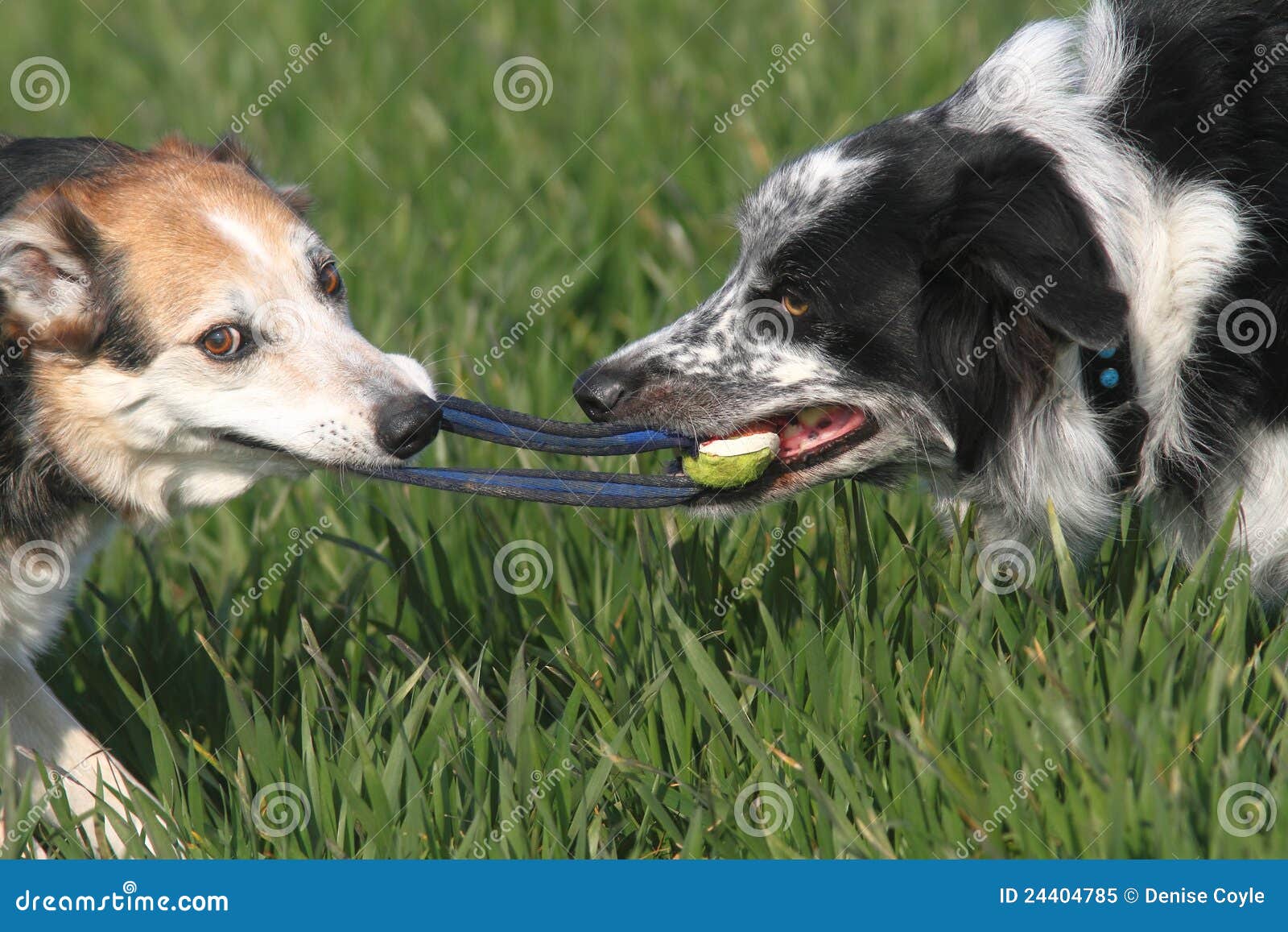Puppy Playing Tug Of War With Older Dog Puppy Playing Tug Of War With Older Dog