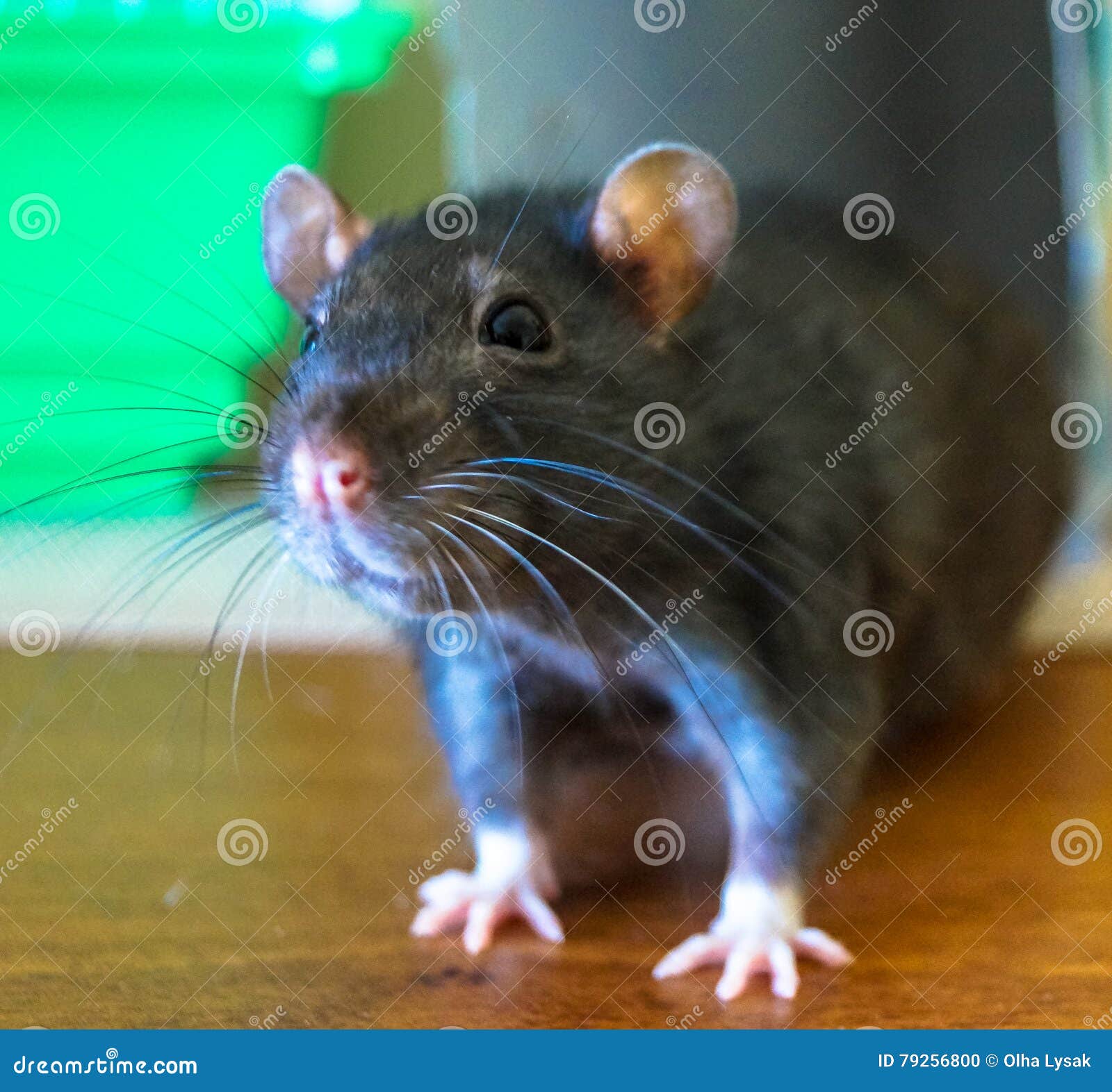 Pets rat stock photo. Image of kitten, family, loved 79256800