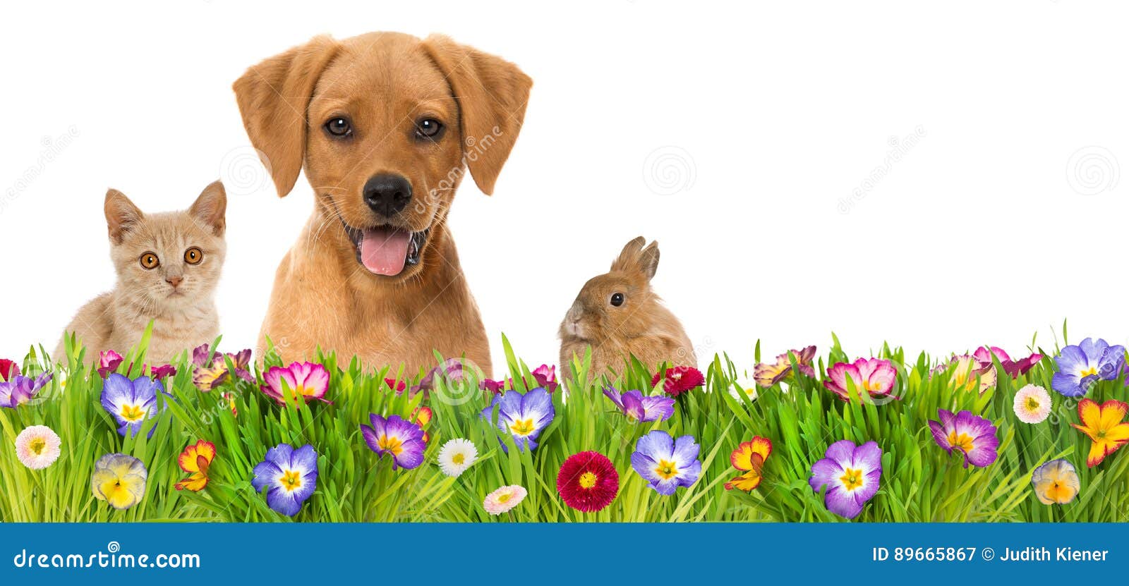 Pets in a Spring Flower Meadow Stock Image Image of pets, footer