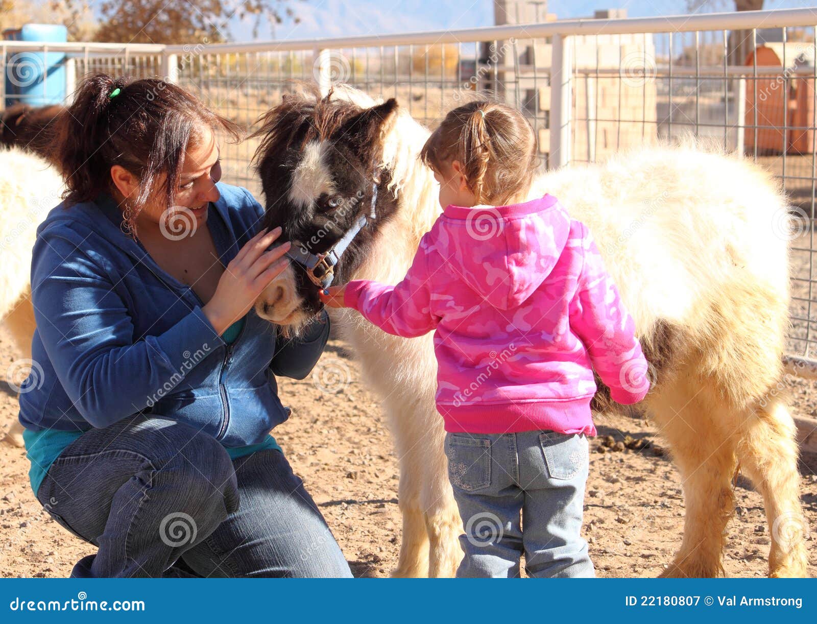 Petting ein Minipferd stockbild. Bild von neigung, farbe 22180807