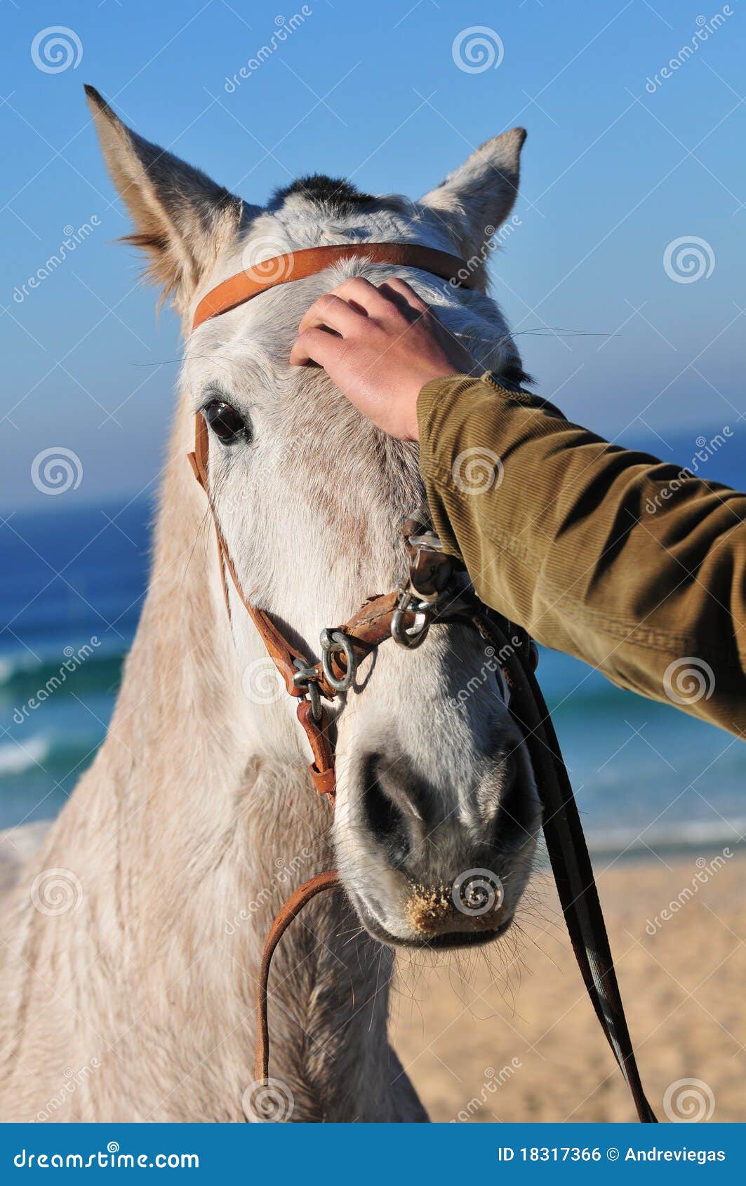Petting A Horse Royalty Free Stock Image Image 18317366