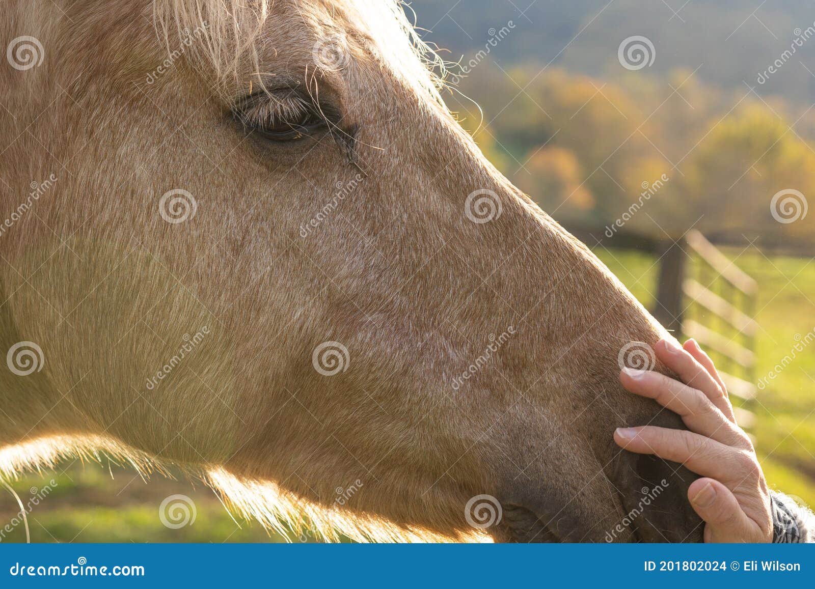 Petting a Horse stock photo. Image of animal, closeup 201802024