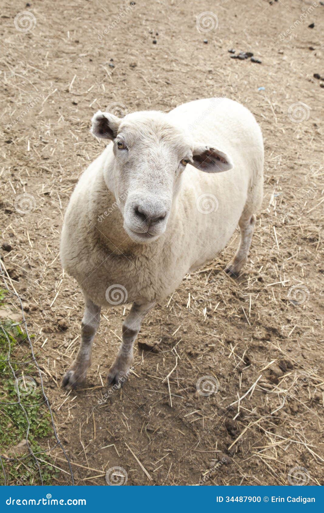Petting Zoo stock photo. Image of mammal, farm, domestic 34487900