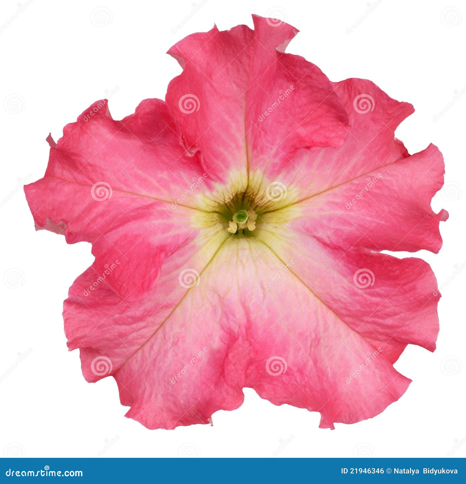 Petunia stock foto. Image of nave, bloemen, bloempot - 21946346