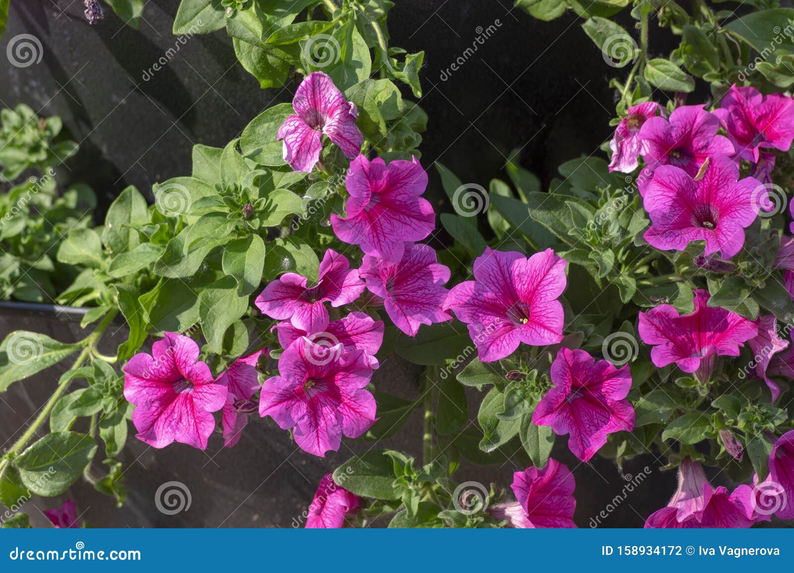 Petunia Atkinsiana Hybrida Grandiflora Bright Pink Purple Flowers in ...
