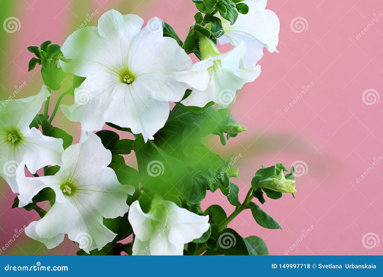 Petunia Axillaris Flowers Are Also Known As Large White Petunia On A Pink Background Stock Photo Image Of Bright Flower 149997718